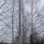 Установка высокой трубостойки ввод электричества на участок Волоколамск.